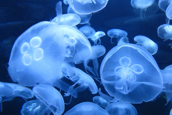 AOB_moon-jellies