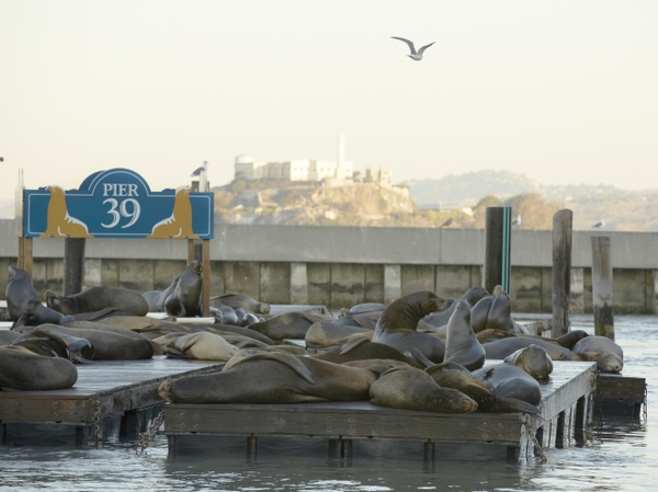 BG_PIER-39-K-Dock