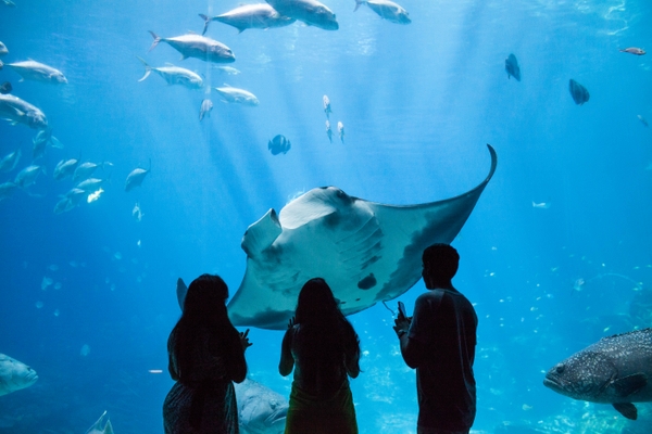 GA_manta-ray-HERO