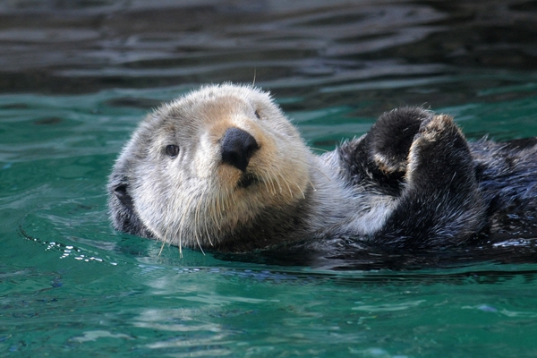 SA_otter