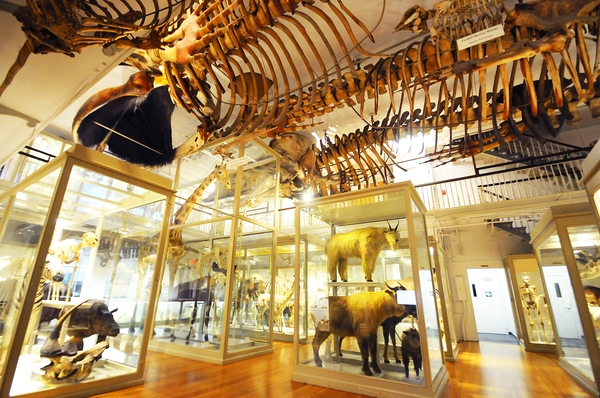 HMNH_great-mammal-hall