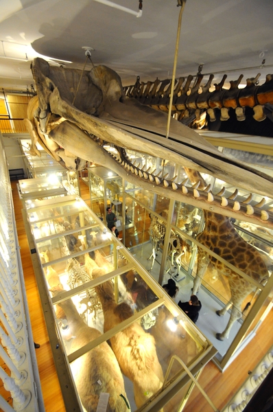 HMNH_sperm-whale