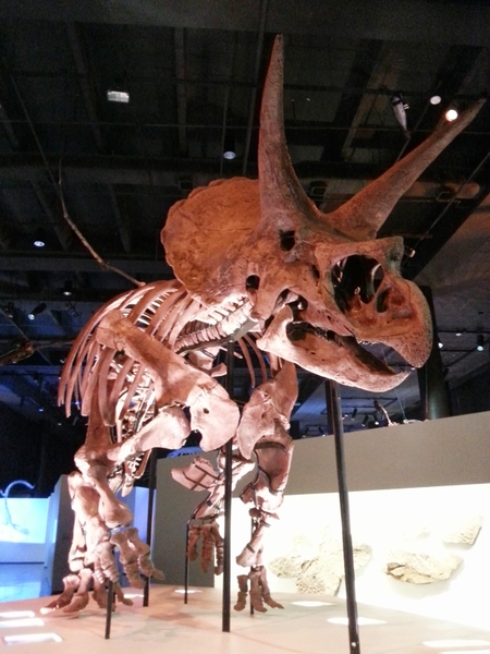 HMNS_triceratops