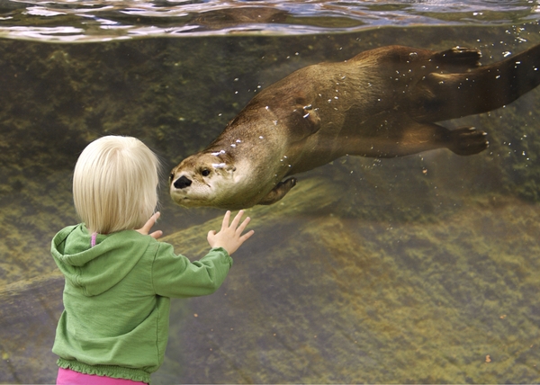 HouZoo_child-otter