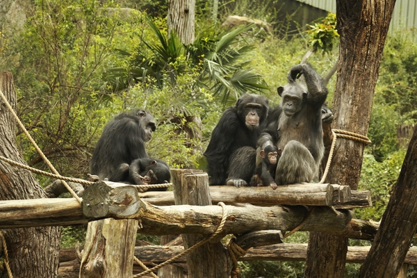 DZ_chimp-family