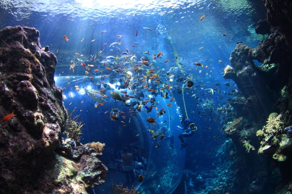 CAS_diver