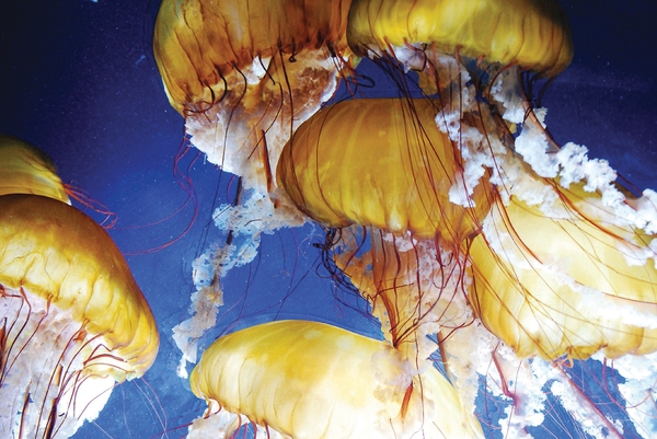 AOB_sea-nettle