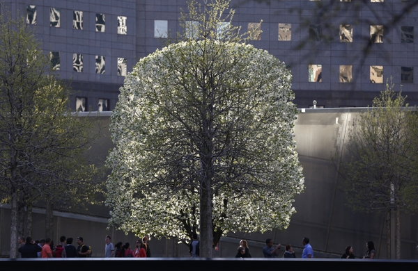 911_survivor-tree-night