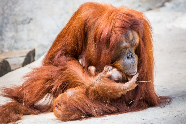 ZT_orangutan-mama
