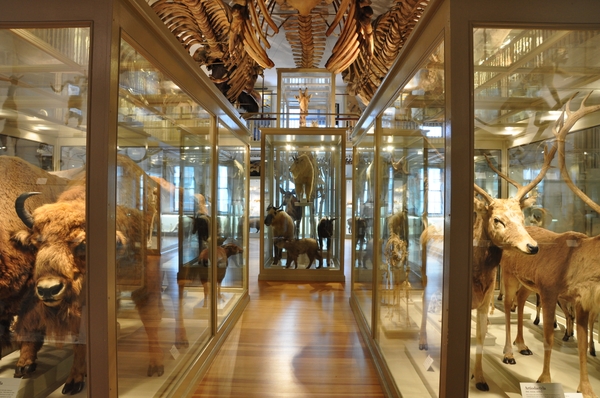 HMNH_mammal-hall