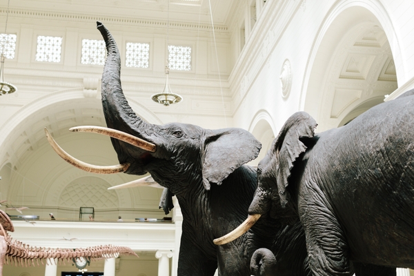 Field_elephants