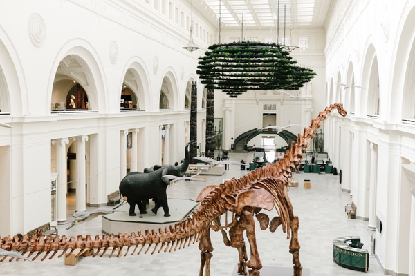 Field_dino-hall