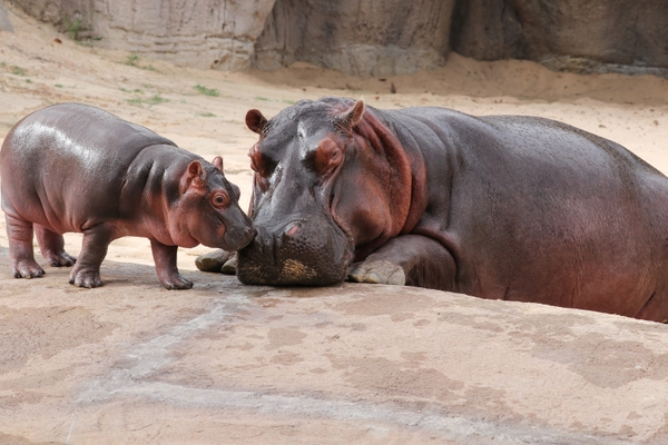 DZ_hippos