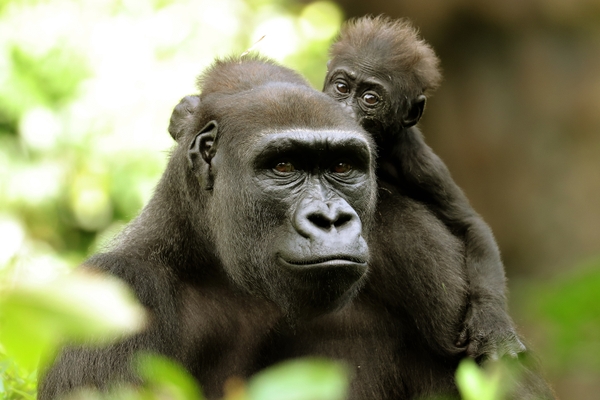 DZ_gorillas_HERO