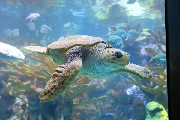 NEA_sea-turtle-profile_HERO