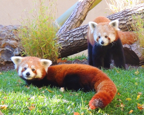 FPZ_red-pandas
