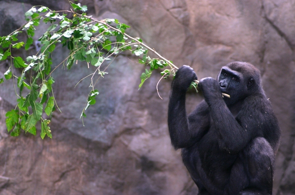 FPZ_gorilla_HERO