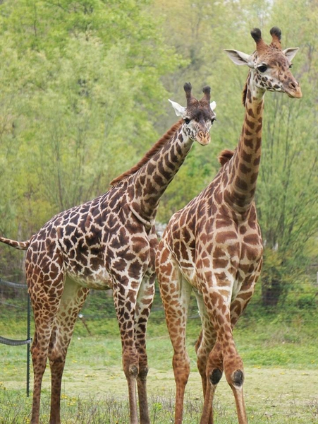 FPZ_giraffes