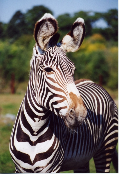 FPZ_zebra