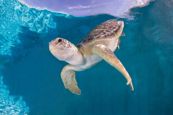 CMA_Bailey-turtle_HERO