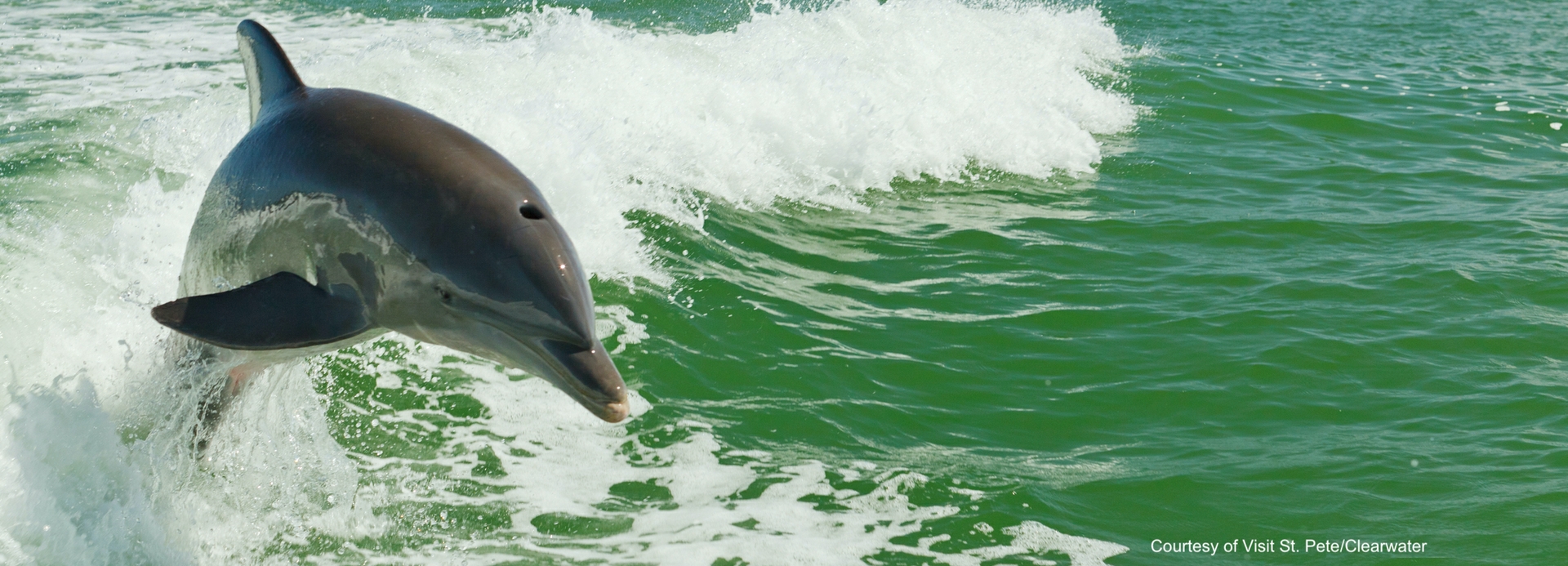 Courtesy_of_Visit_St._Pete_Clearwater_-_Wild_Dolphin 2copy
