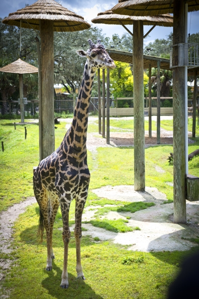 ZT_giraffe