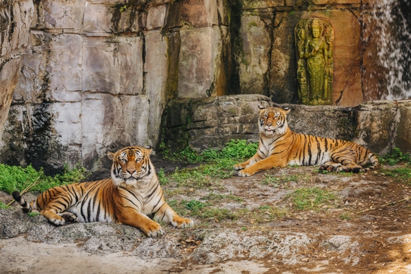 ZT_tigers-lounging