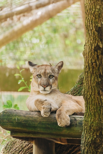 ZT_Florida-panther-Walter