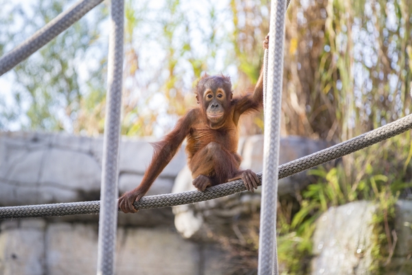 ZT_orangutan-baby