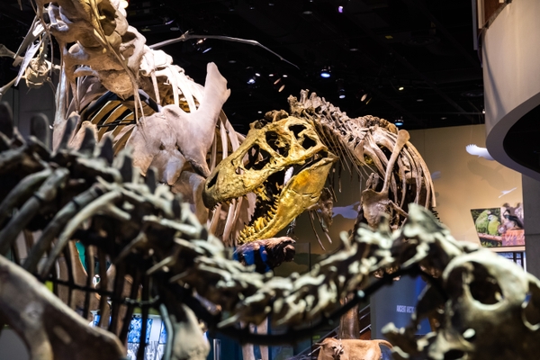 Perot_dino-tangle