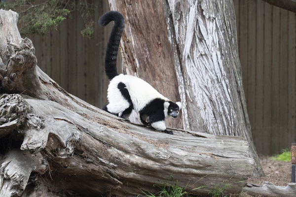 SFZoo_lemur_7