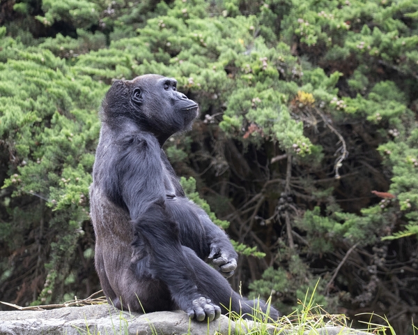 SFZoo_gorilla_9