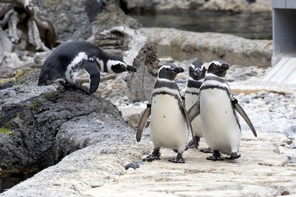 SFZoo_penguins