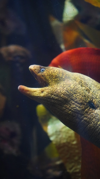 AOB_moray-eel