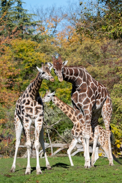 WPZ_giraffes