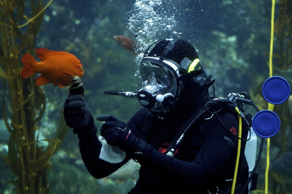 BirchAquarium_Photos_courtes_of_John_Bryant. 