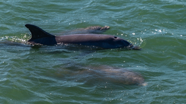 Tropics_dolphins-3