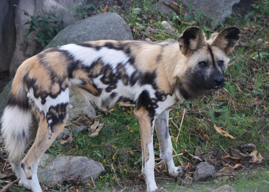 FPZ_painted-dog
