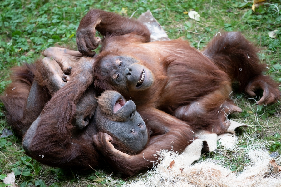 WPZ_orangutans