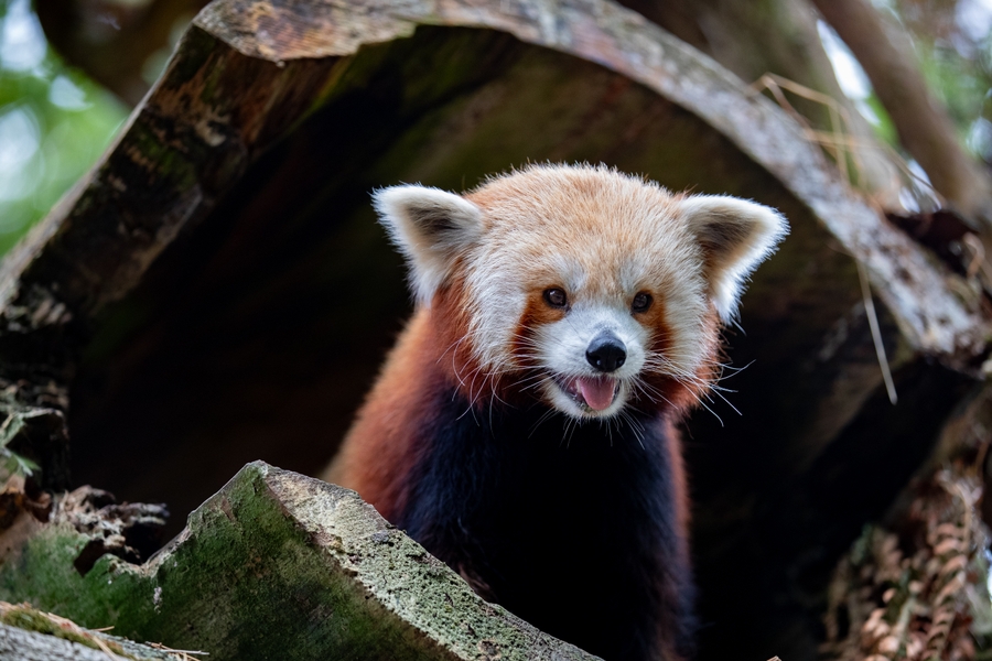 WPZ_red-panda