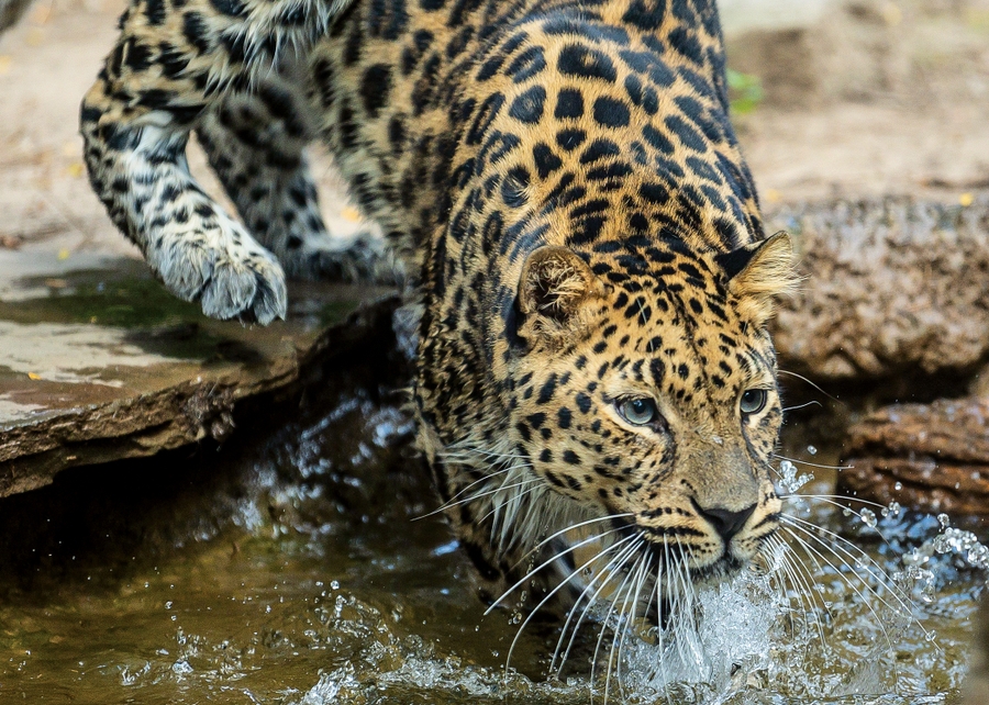 PhiladelphiaZoo_CityPass_2023_2250x1500_AmurLeopard