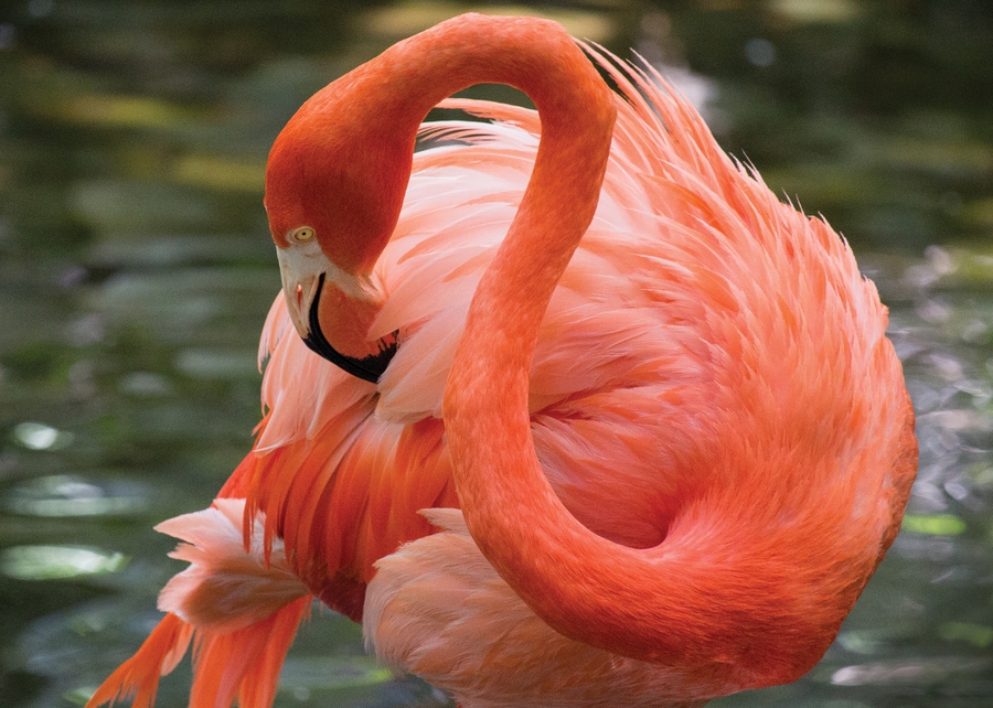 PhiladelphiaZoo_CityPass_2023_2250x1500_CarabbeanFlamingo