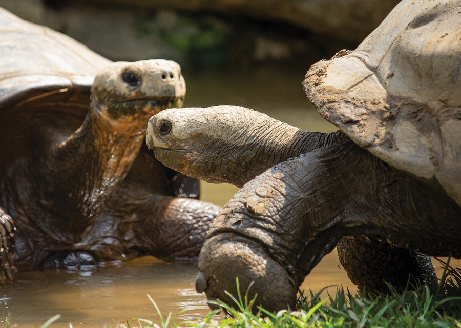 PhiladelphiaZoo_CityPass_2023_2250x1500_GiantTortoise