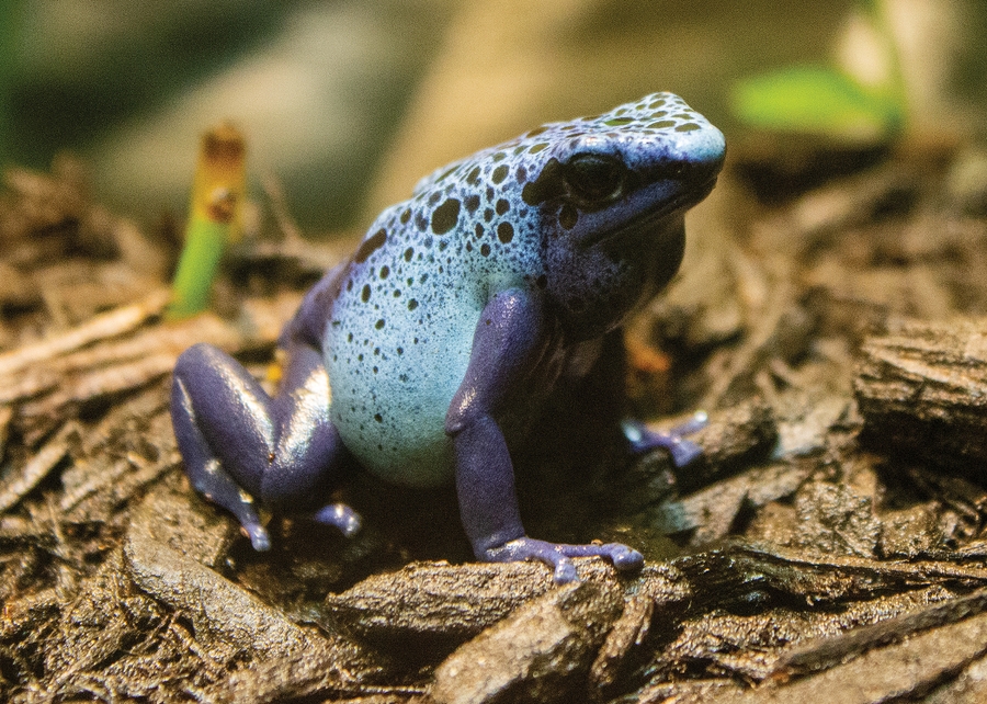 PhiladelphiaZoo_CityPass_2023_2250x1500_PoisonDartFrog