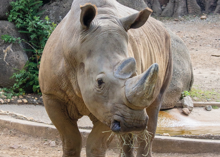 PhiladelphiaZoo_CityPass_2023_2250x1500_WhiteRhino