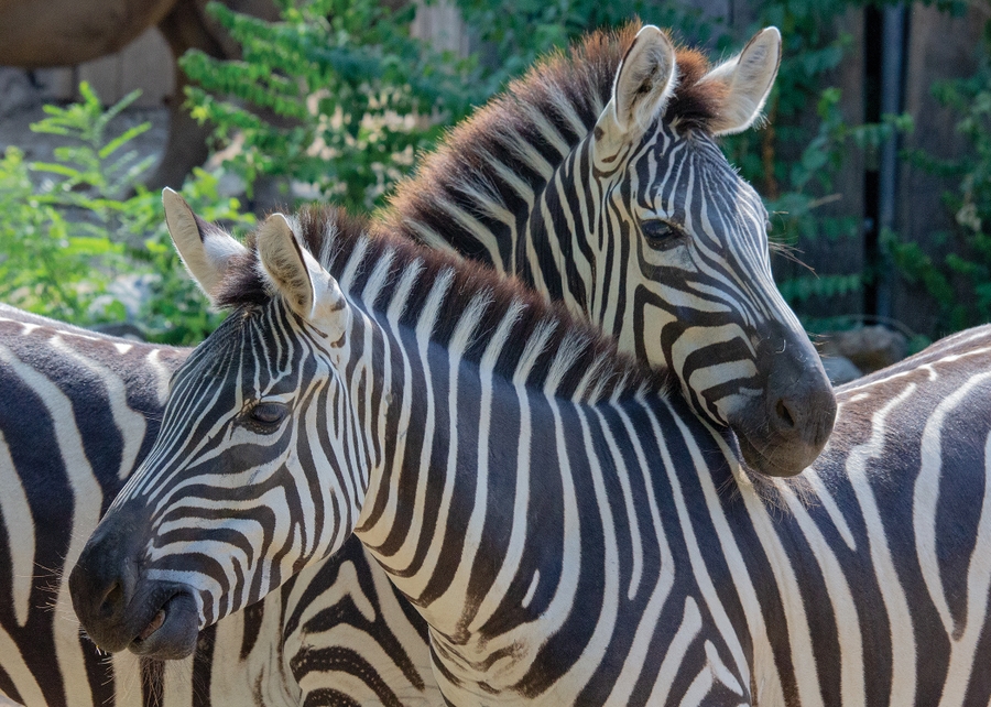 PhiladelphiaZoo_CityPass_2023_2250x1500_Zebras