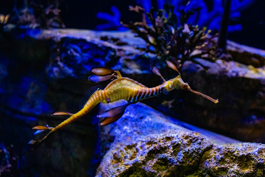 BirchAquarium_Outdoors2021-184