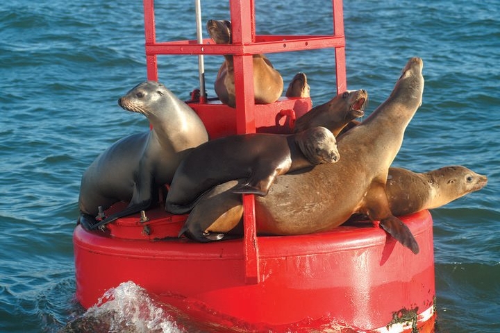 SD_Animals_naturalists-pictures-23_SeaLions_Credit_SDNHM