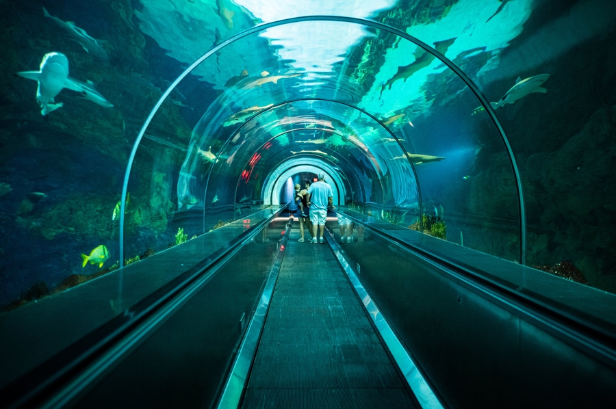 6048x4024_2023_SWC_Shark_Encounter_Tunnel