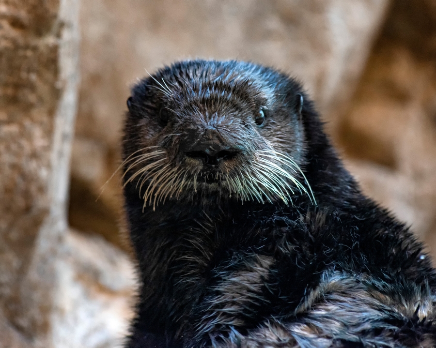 Otter-Outlook-at-SeaWorld